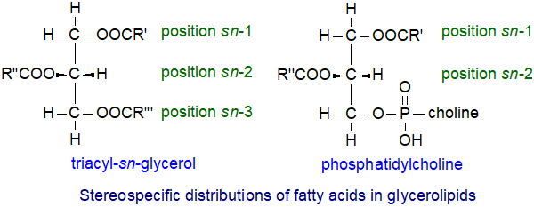 Stereospecific distributions of fatty acids in glycerolipids