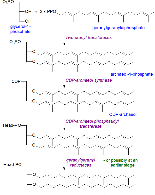 Biosynthesis of archeol lipids