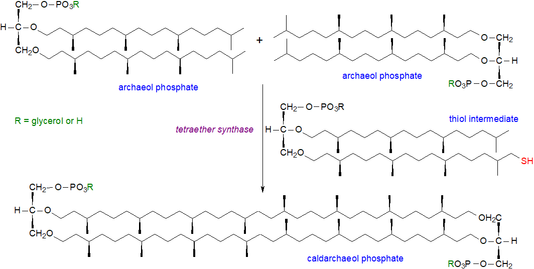 Biosynthesis of glycerol dialkyl glycerol tetraethers