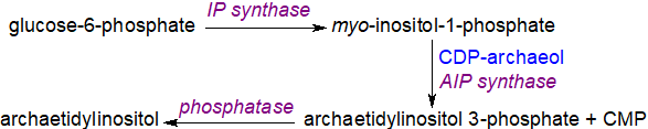 Biosynthesis of archaetidylinositol