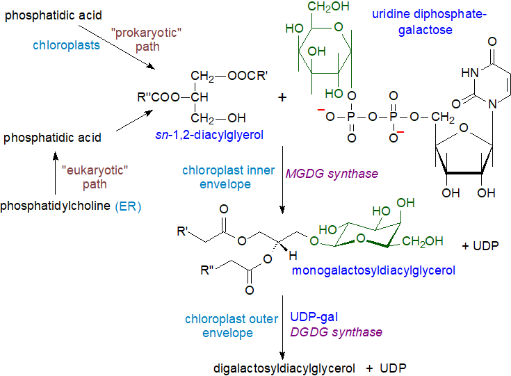 Biosynthesis of galactosyldiacylglycerols