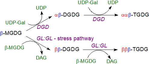 Biosynthesis of oligoglycosyldiacylglycerols