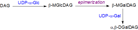 Biosynthesis of galactolipids in cyanobacteria