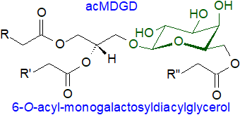 Structure of an acylated galactosyldiacylglycerol