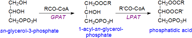 Biosynthesis of phosphatidic acid