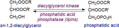 Biosynthesis of phosphatidic acid by diacylglycerol kinases and the reverse reaction