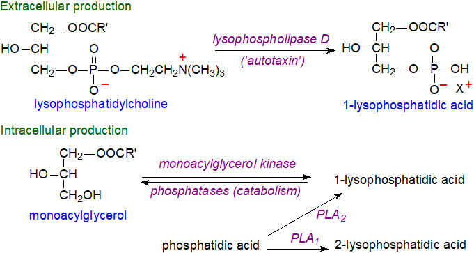 Structural formula of lysophosphatidic acid