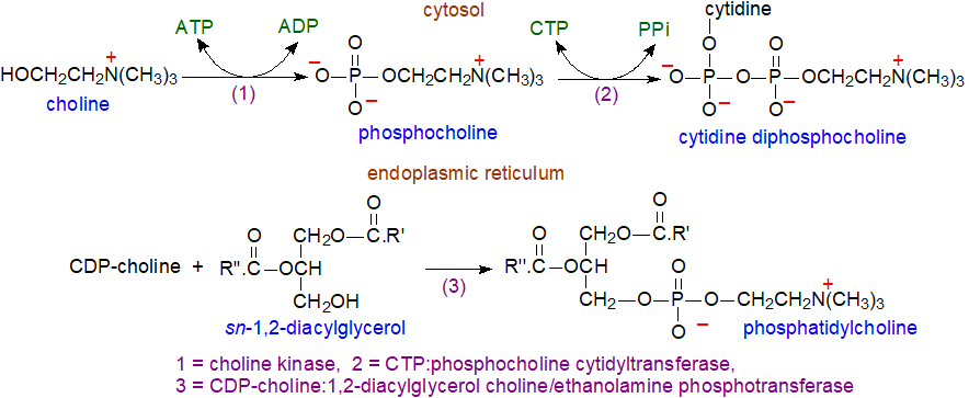 Main pathway for the biosynthesis of phosphatidylcholine