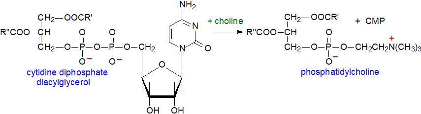 Phosphatidylcholine biosynthesis via a bacterial pathway