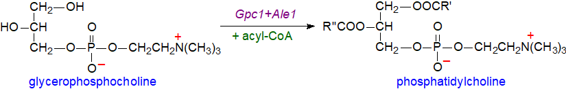 Remodelling of phosphatidylcholine species in yeasts