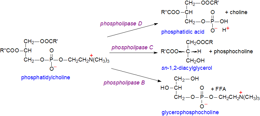 Hydrolysis of phosphatidylcholine by phospholipases B, C and D