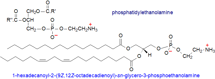 Structural formula of phosphatidylethanolamine