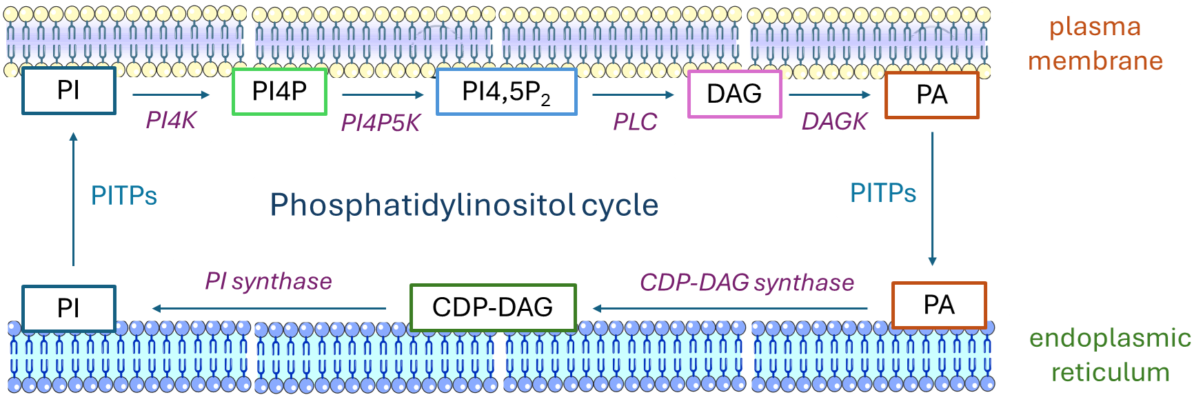 The phosphatidylinositol cycle