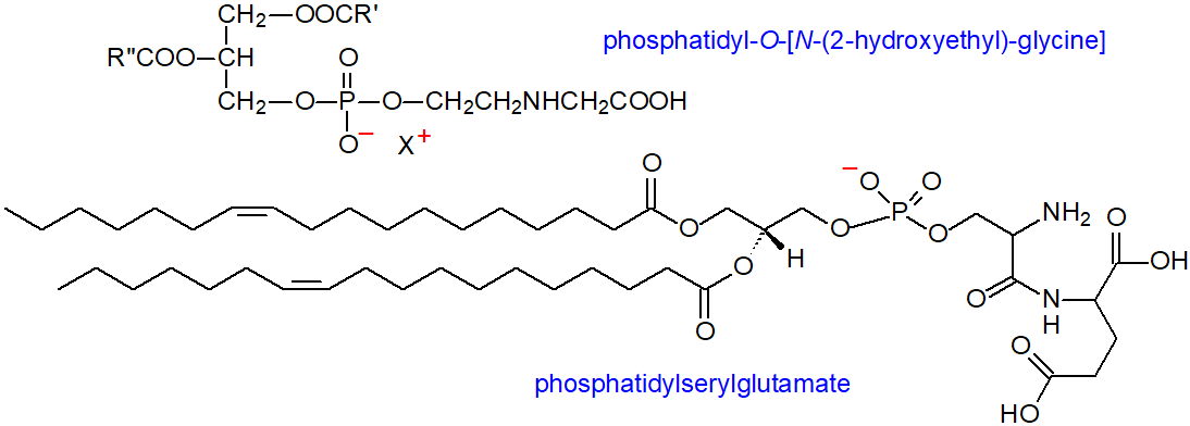 Structural formula of phosphatidylserylglutamate and phosphatidyl-O-[N-(2-hydroxyethyl) glycine]