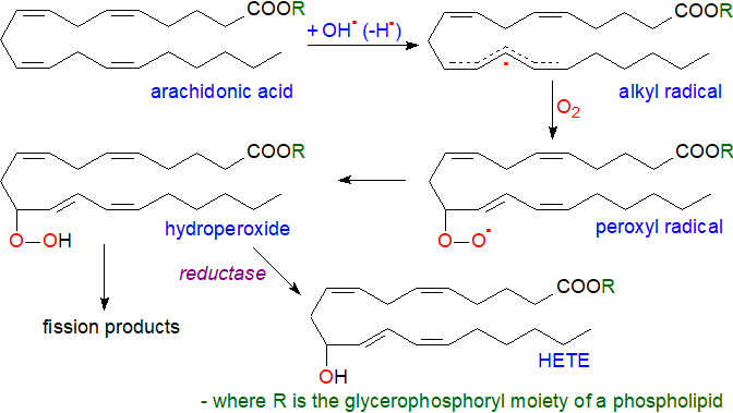 Autoxidation of arachidonic acid