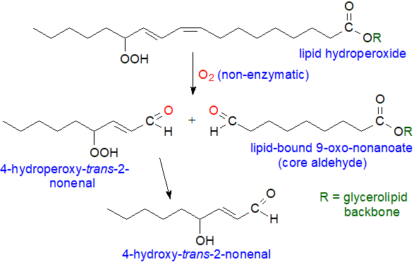 Oxidative cleavage of 13-hydroperoxy-9c,11t-octadecadienoate