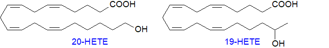 Omega- and omega-1-HETE