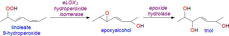 Formation of triols from linoleate in skin