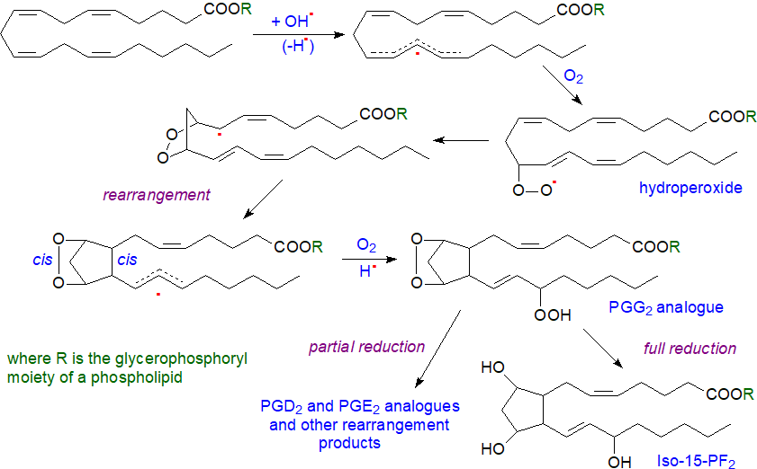 Formation of isoprostanes via endoperoxides and 5-exo-cyclization