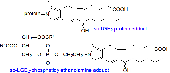 Isolevuglandin adducts with proteins and phosphatidylethanolamine