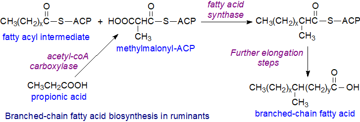 Synthesis of branched-chain fatty acids in ruminants