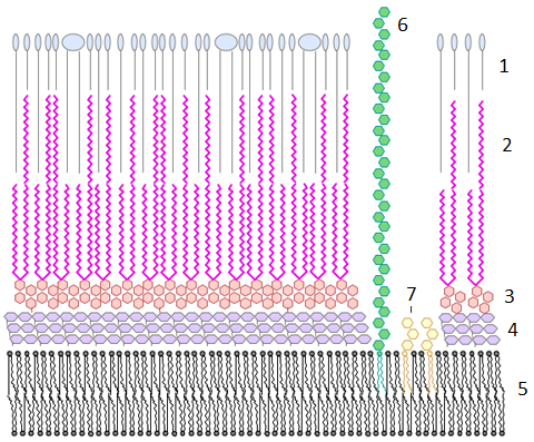 Mycobacterial cell wall diagram