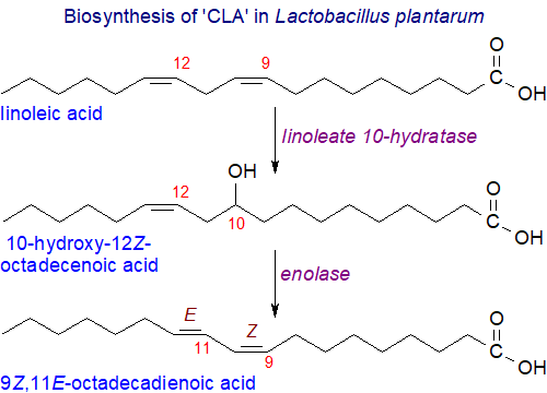 Biosynthesis of 9-cis,11-trans-octadecadienoic acid in Lactobacillus plantarum