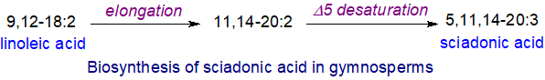 Biosynthesis of sciadonic acid in gymnosperms