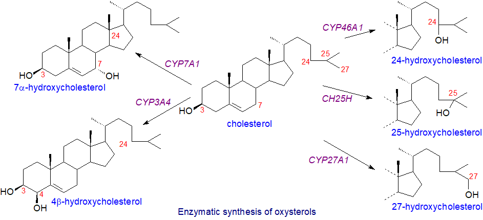 Biosynthesis of oxysterols