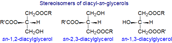 Structural formulae of diacylglycerols