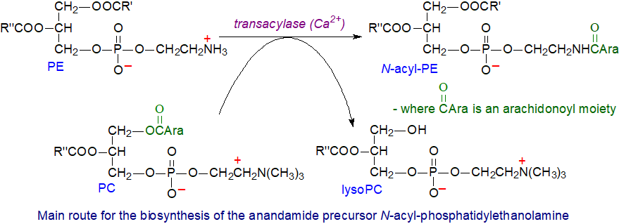 Biosynthesis of the anandamide precursor N-acyl-phosphatidylethanolamine