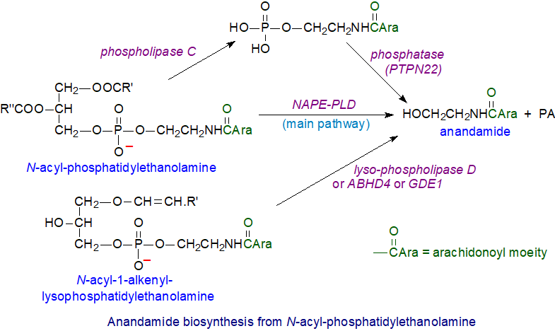 Biosynthesis of anandamide