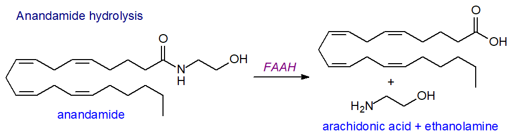 Hydrolysis of anandamide