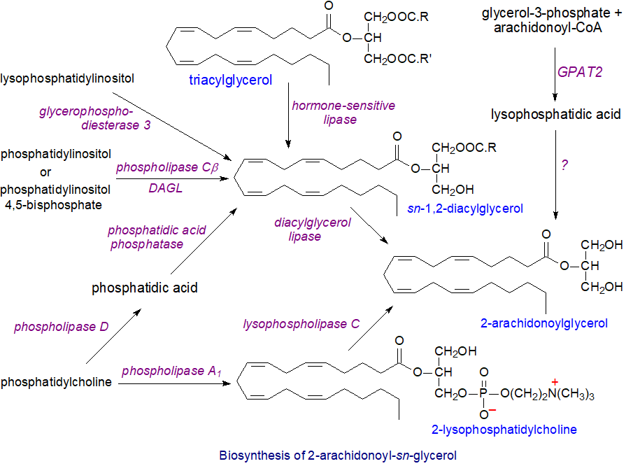 Biosynthesis of 2-arachidonoylglycerol