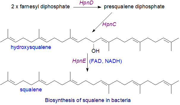 Biosynthesis of squalene in bacteria