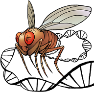 Drosophila