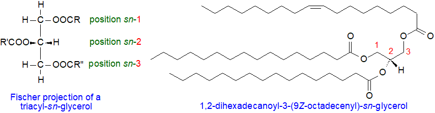 Formulae of triacyl-sn-glycerols