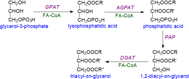 Kennedy pathway of triacylglycerol biosynthesis