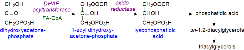 Biosynthesis of triacylglycerols via dihydroxyacetone phosphate