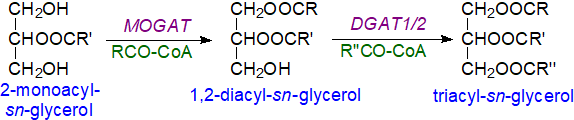 Monoacylglycerol pathway of triacylglycerol biosynthesis