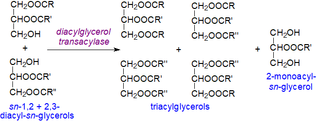 Triacylglycerol formation via diacylglycerol transacylases