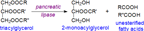 Pancreatic lipase action