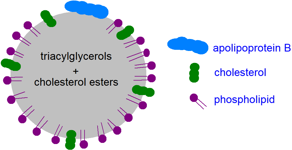 A schematic chylomicron