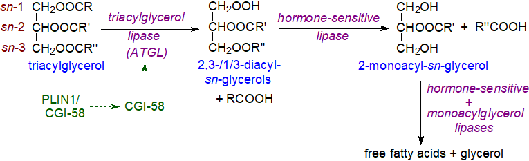 Triacylglycerol hydrolysis in adipose tissue