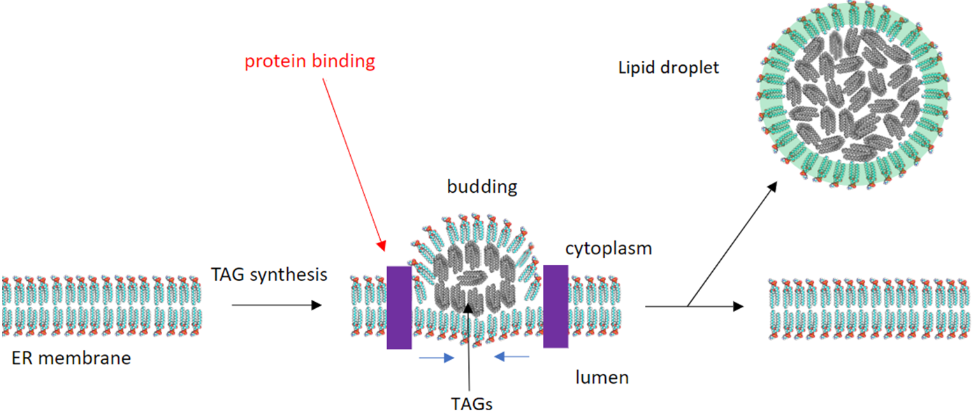 Formation of a lipid droplet