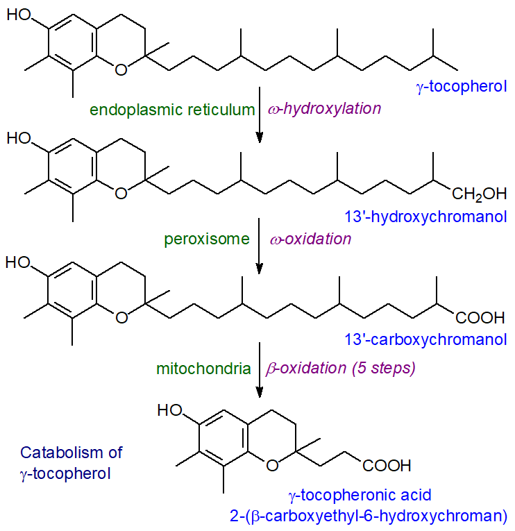 Catabolism of gamma-tocopherol