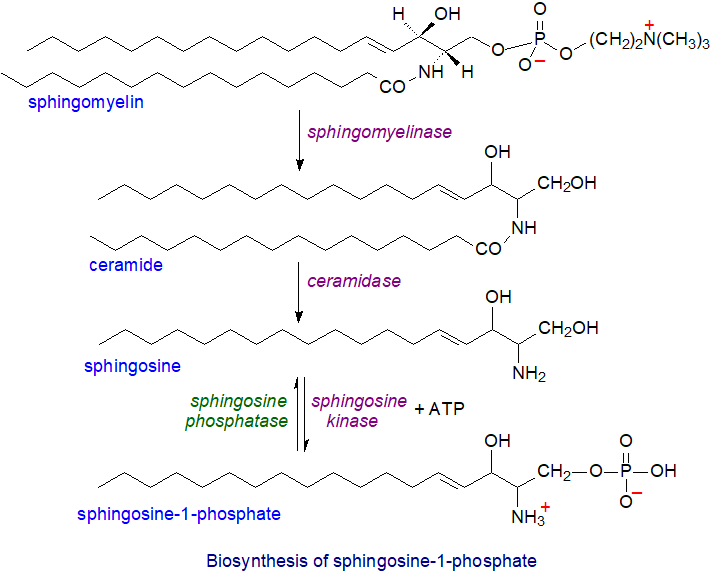 Biosynthesis of sphingosine-1-phosphate