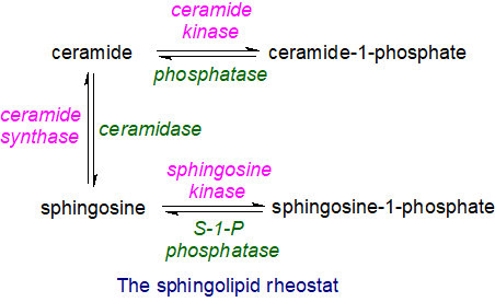 Sphingolipid rheostat