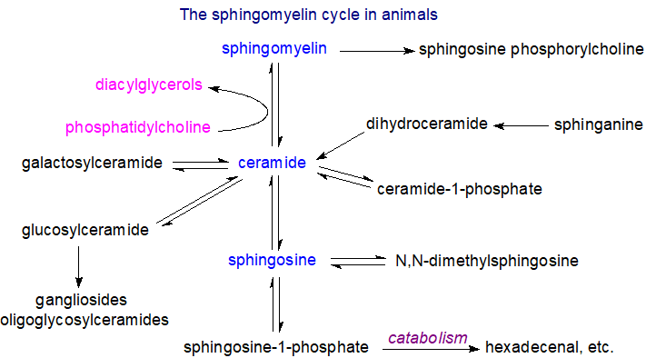 The sphingomyelin cycle